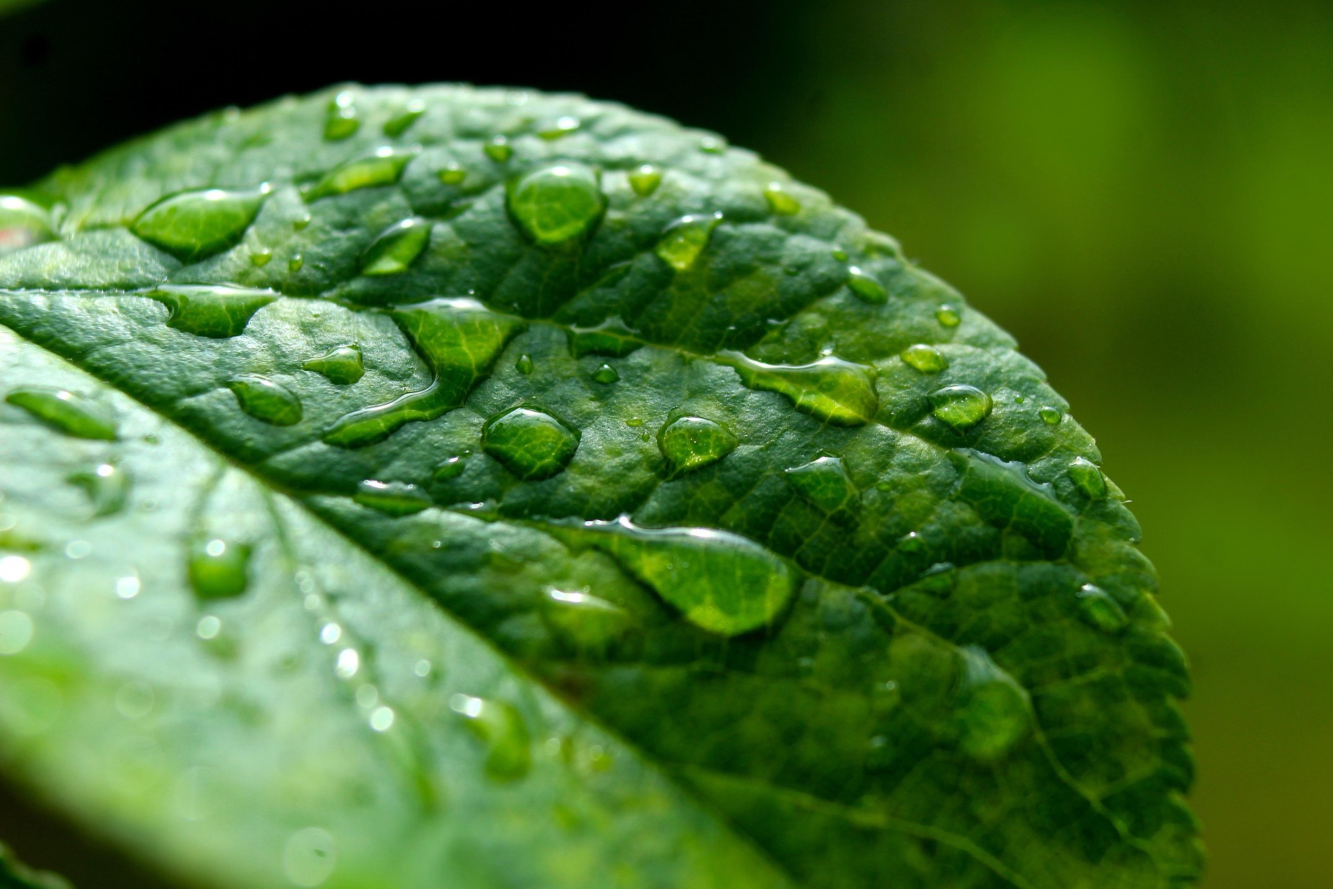 Sustainable luxury: the soul of Cristalique reflects the balance of water
